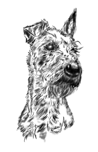 Irish Terrier Irish Terrier