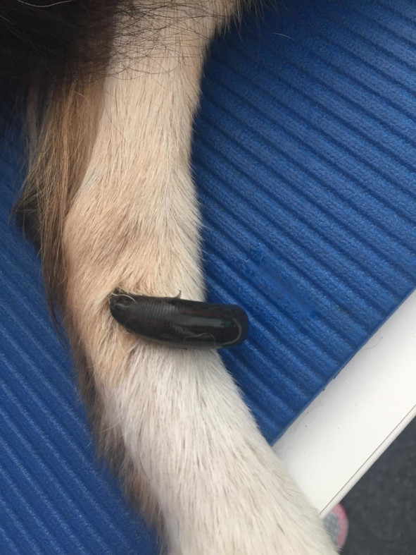 Blutegeltherapie Blutegeltherapie