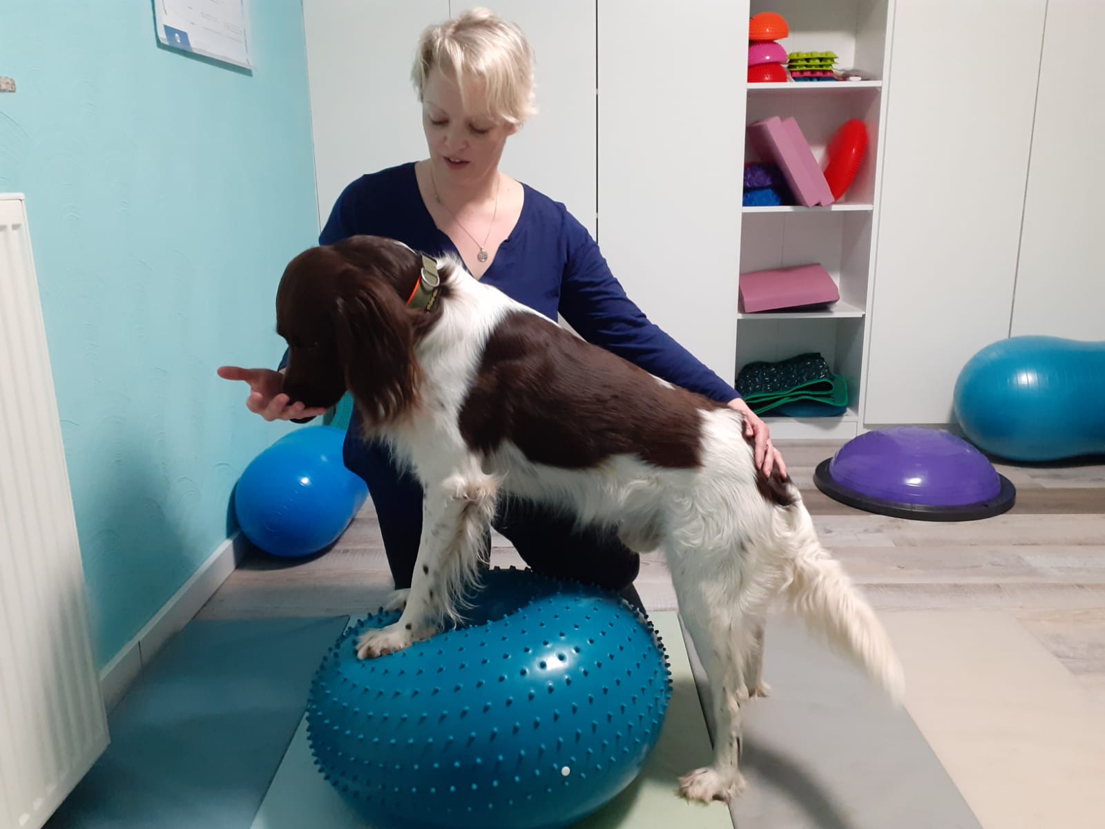 Bilder aus der Behandlung Hundephysiotherapie